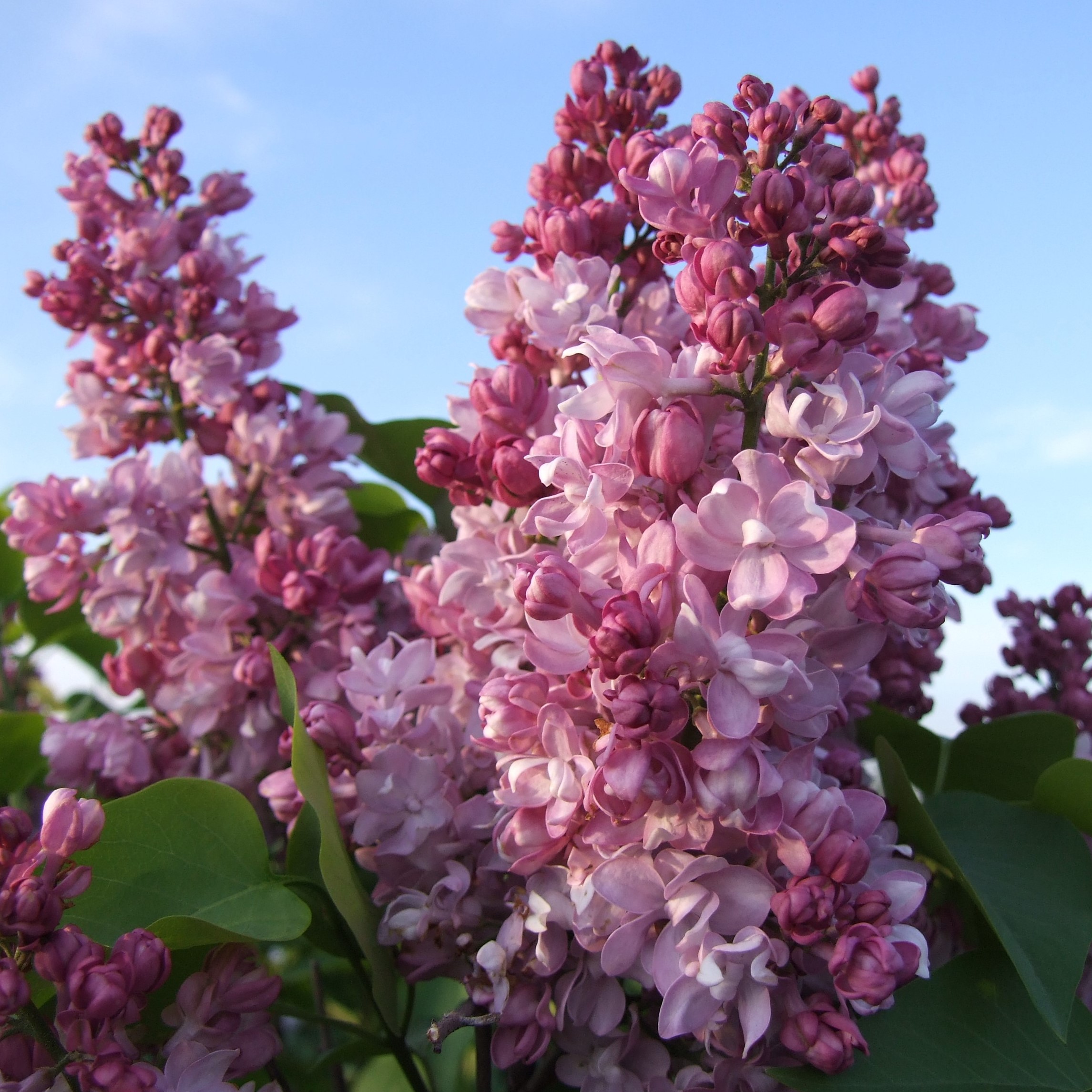 Сирень обыкновенная Первый Поцелуй